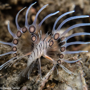 beautiful backside of a Juvenile lionfish by Beate Seiler 
